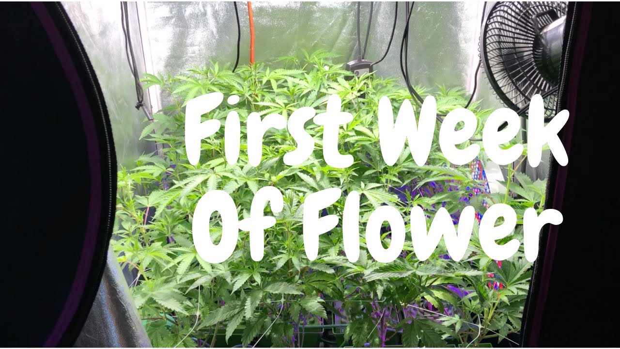 3x3 Grow Tent Apple Fritter: First Week Of Flower