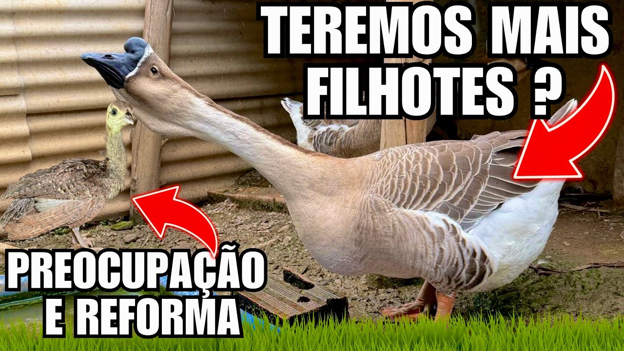 O filhote de pavão está com coriza infecciosa ? Reformas e ovo de ganso africano | Aves Recriar