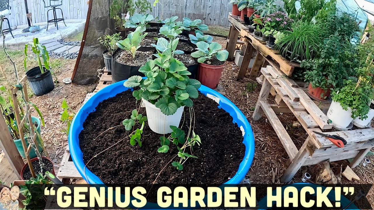 🍓 The Ultimate Budget Strawberry Patch! Kiddie Pool Garden Build