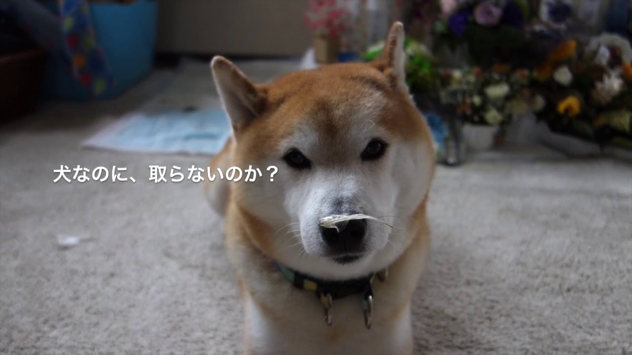 貫太に癒されて…