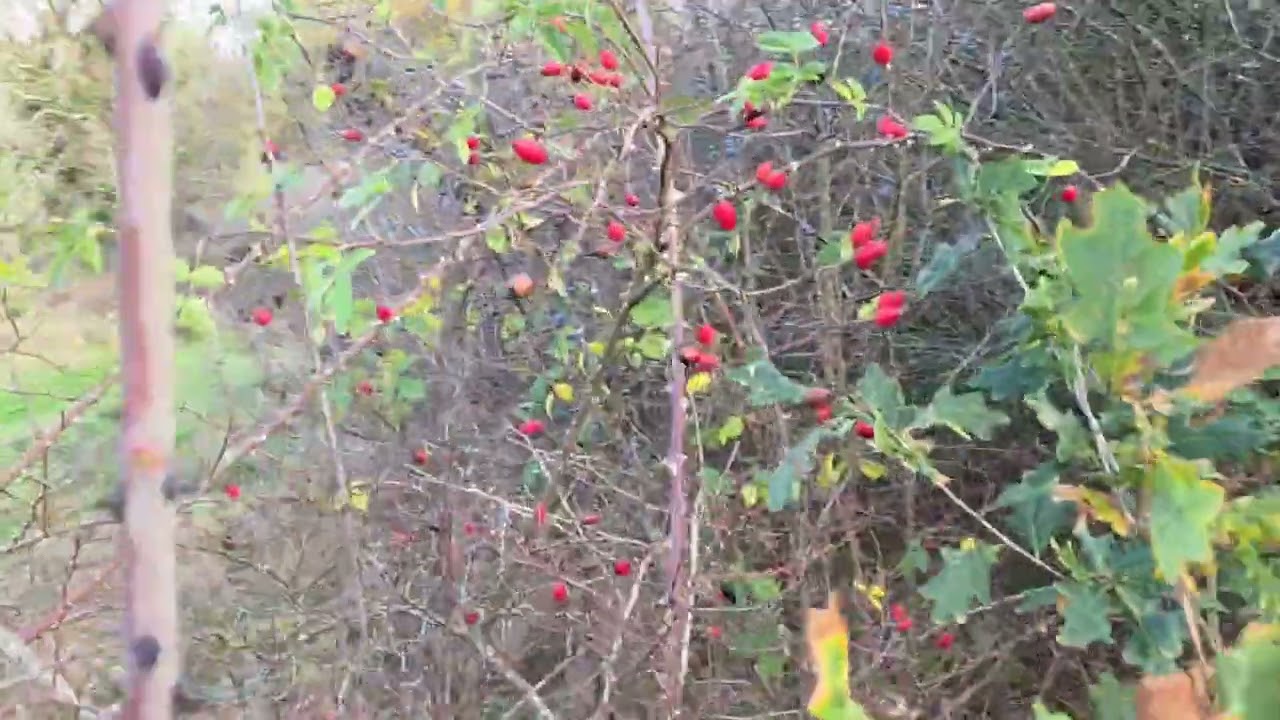 Wild camp frightening finds clean up