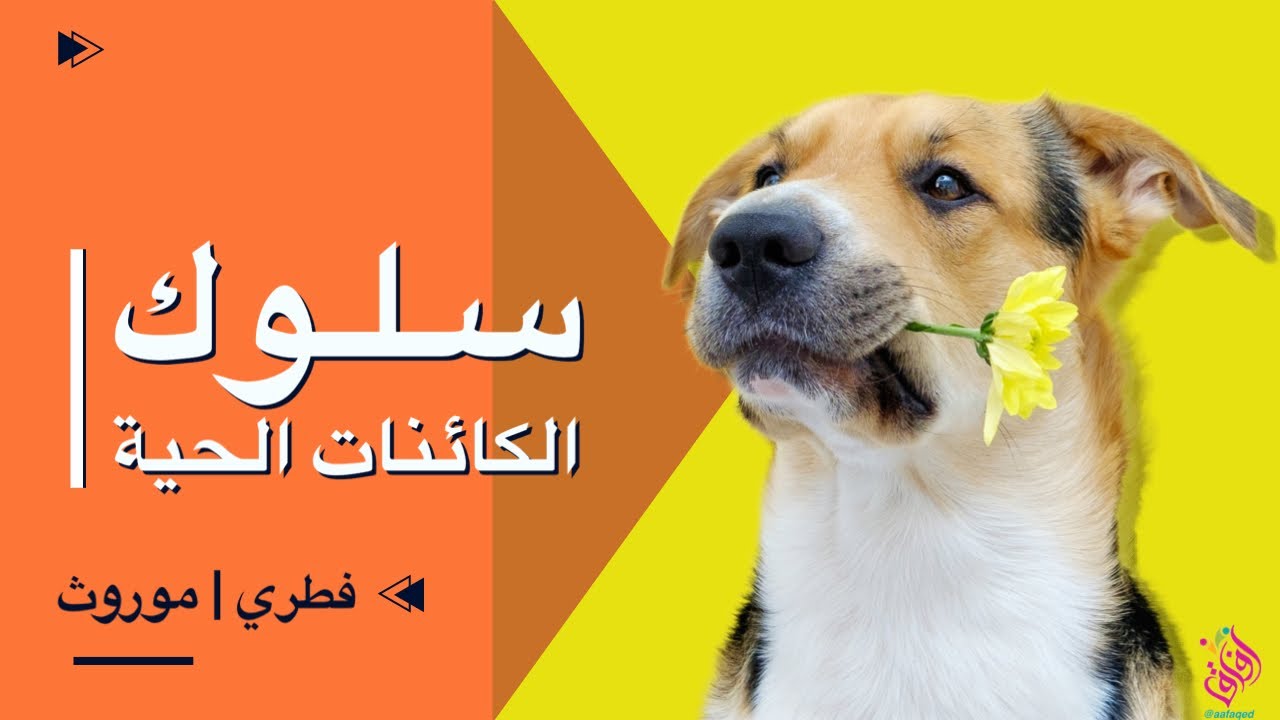 سلوك الكائنات الحية | ما الفرق بين السلوك الفطري و السلوك المكتسب ؟