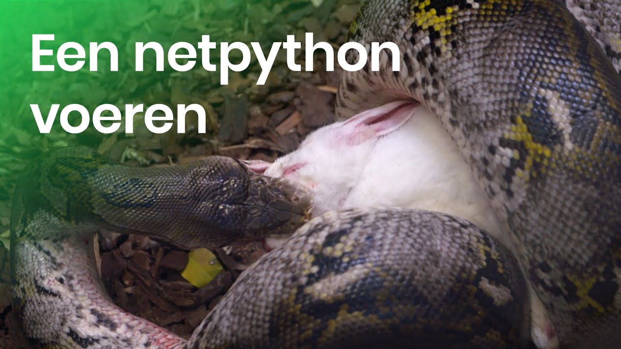 Hoe wordt een netpython gevoerd?