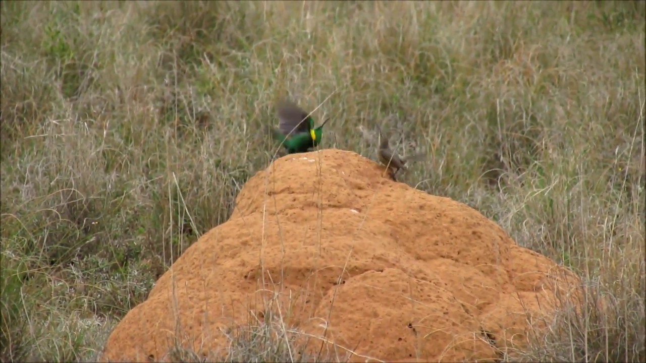 Malachite Sunbird male's amazing colourful courtship display