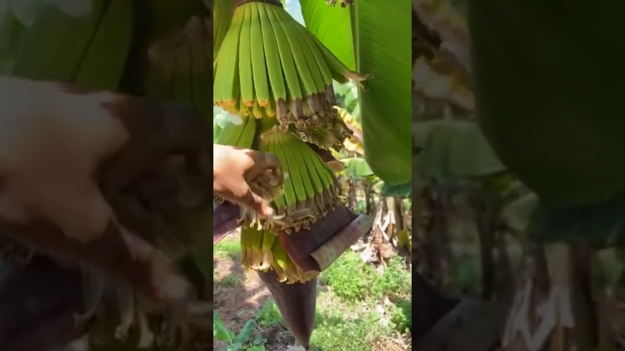 Removing Banana Flowers #satisfying #short