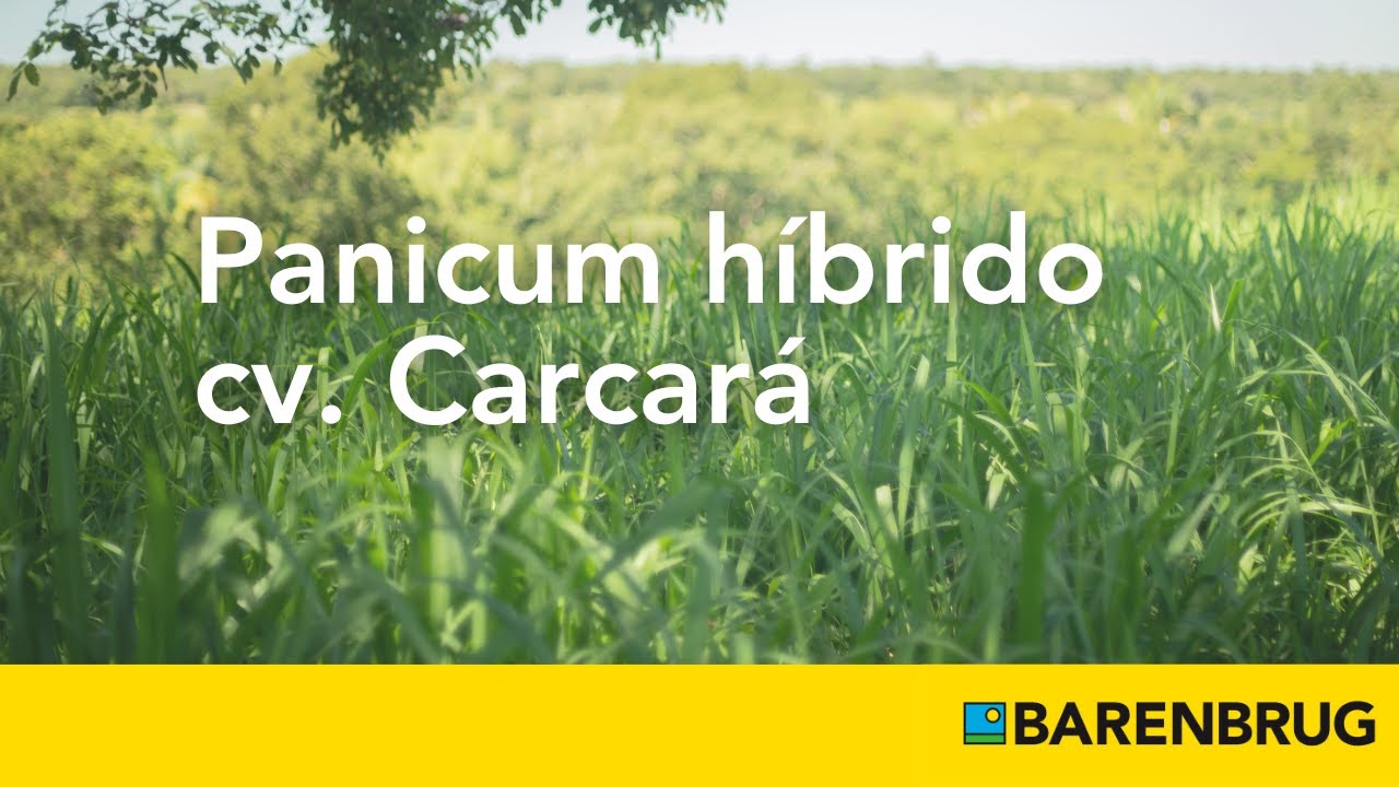 Panicum híbrido cv. Carcará (Español)
