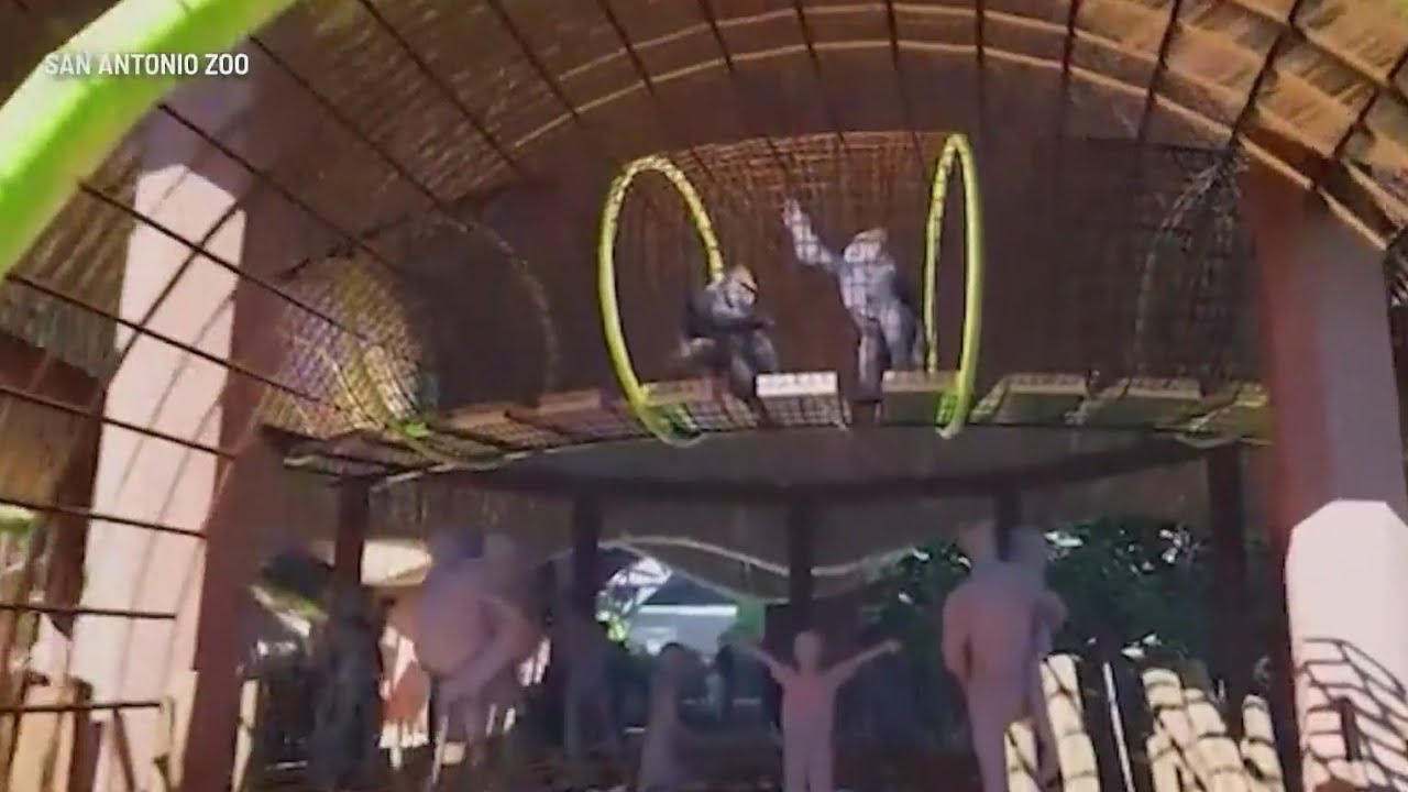 San Antonio Zoo opens new gorilla habitat