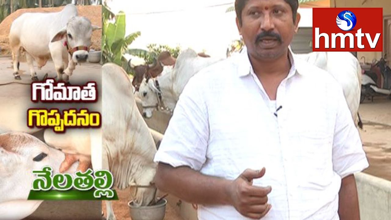 Desi Cows Farming By Peddi Raju (గోమాత గొప్పతనం) | Nela Thalli | Hmtv