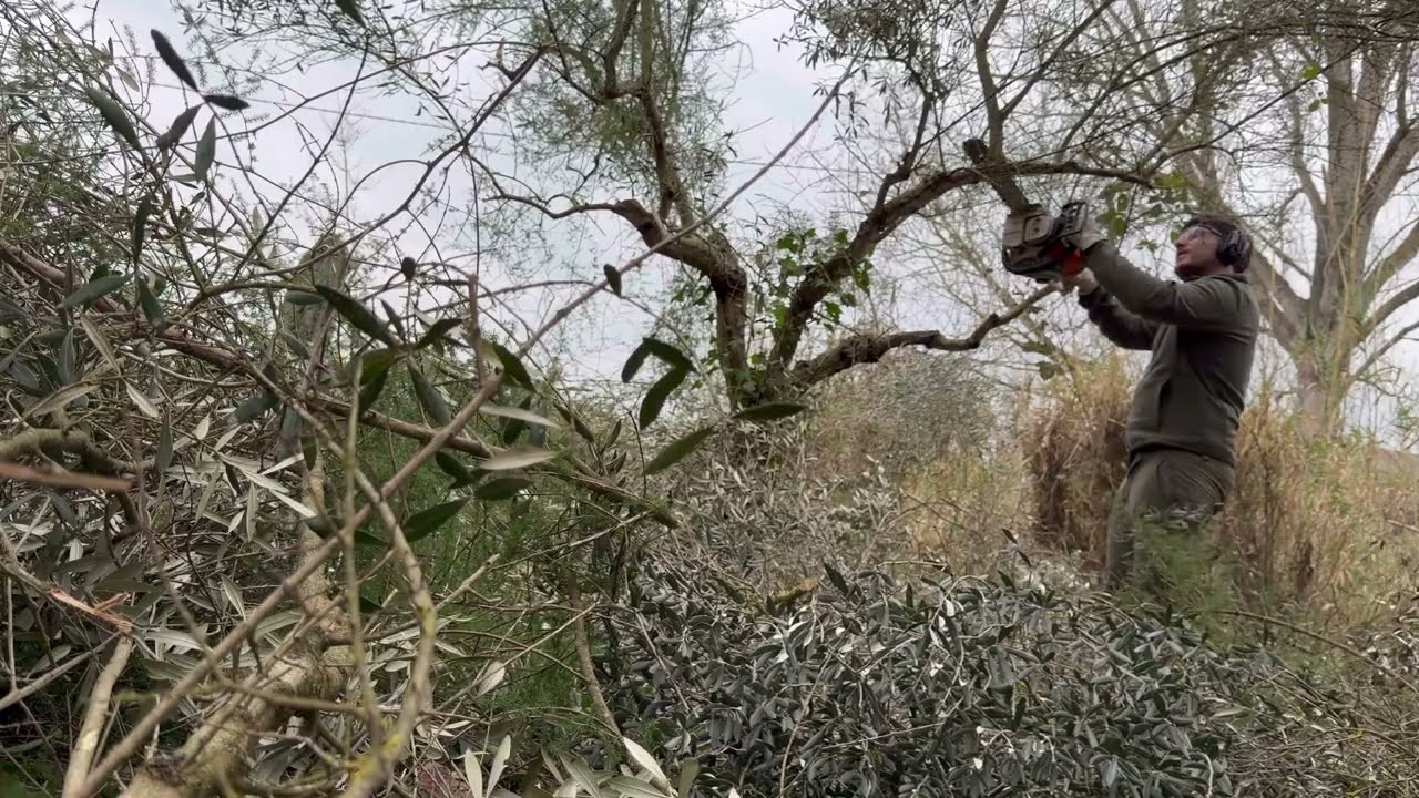 Podando OLIVOS ABANDONADOS de más de 6 METROS 🌳 | 20 años sin poda