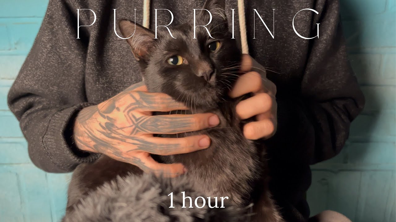 1 Hour ASMR | Cat Purring Ambience | Deep Sleep & Relaxation ASMR with Black Cat