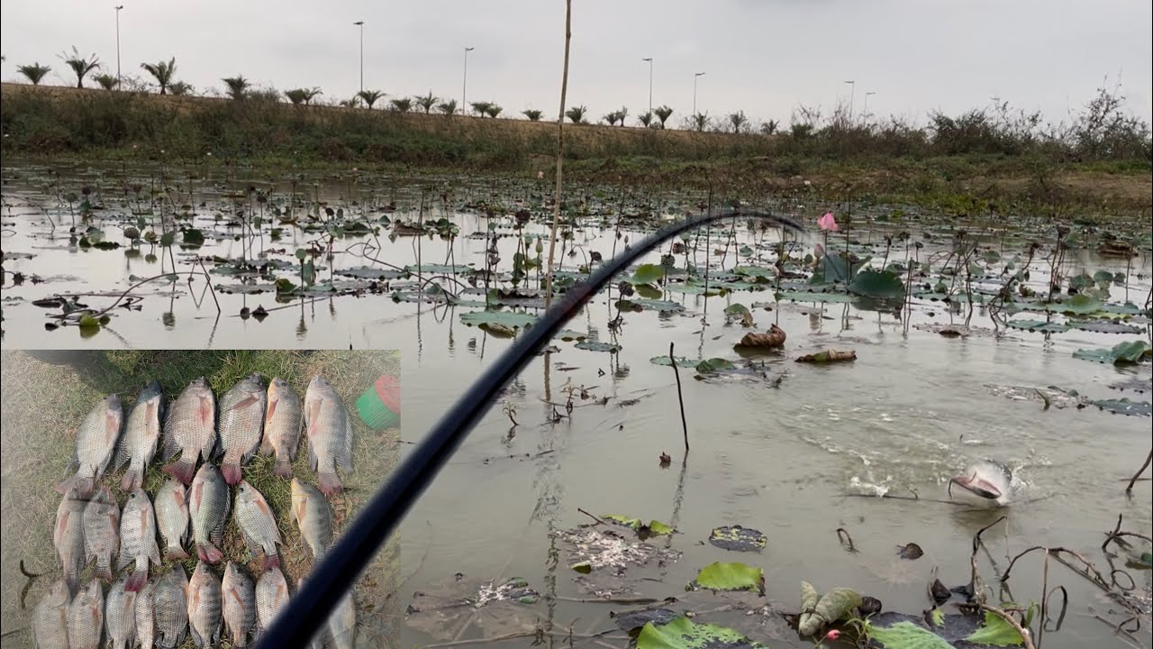 Tilapia Fishing with Simple Gear | Amazing Results