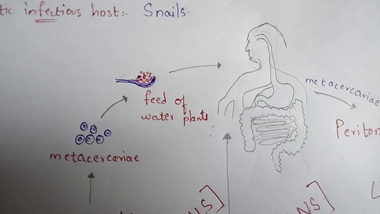 FASCIOLA HEPATICA || LIVER FLUKE || STRUCTURE || LIFE CYCLE || SYMPTOMS || TREATMENT || BY PHANINDRA