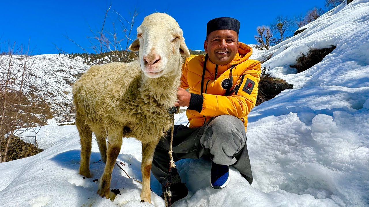 Lamb Cooking For Whole Village | Whole Lamb Cooking |Mubashir Saddique | Village Food Secrets