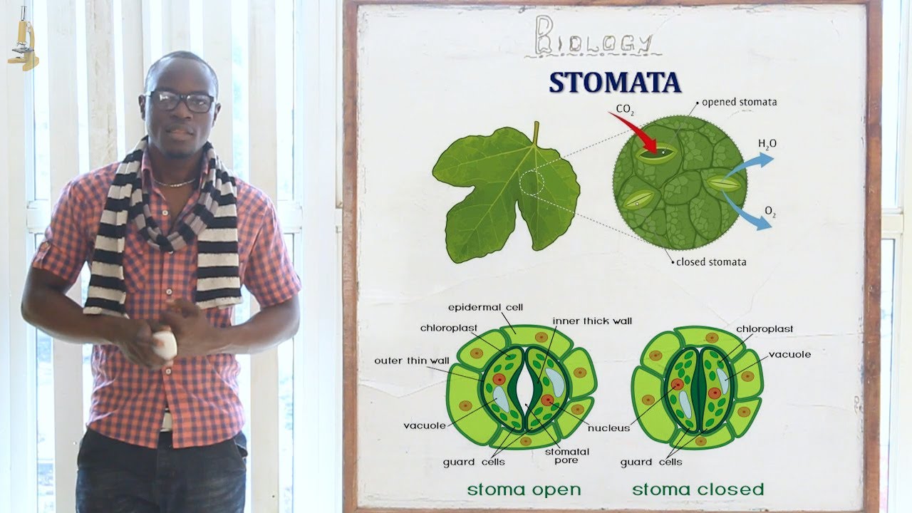9. Gaseous Exchange in Plants Biology Form