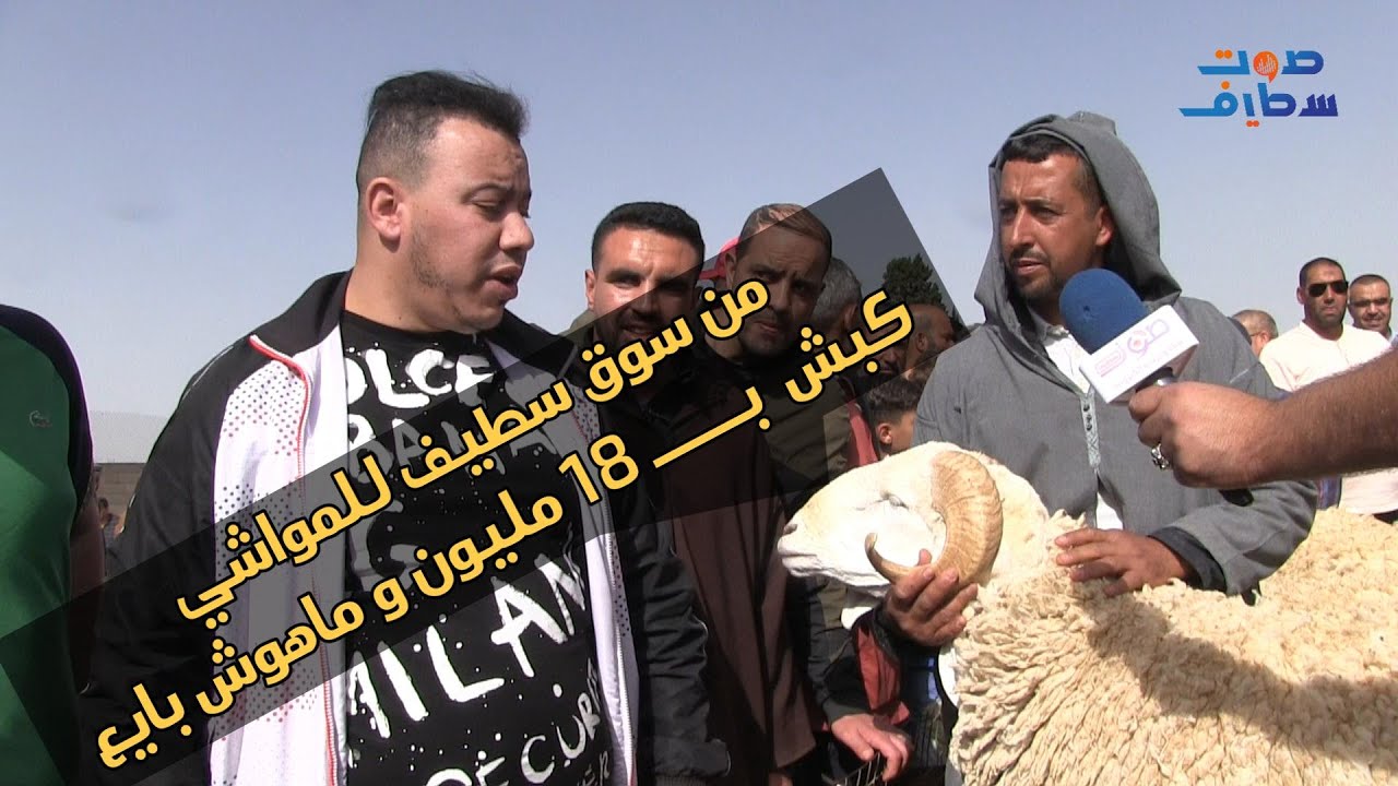 من سوق سطيف للمواشي  كبش  بـــــ 18 مليون و ماهوش بايع