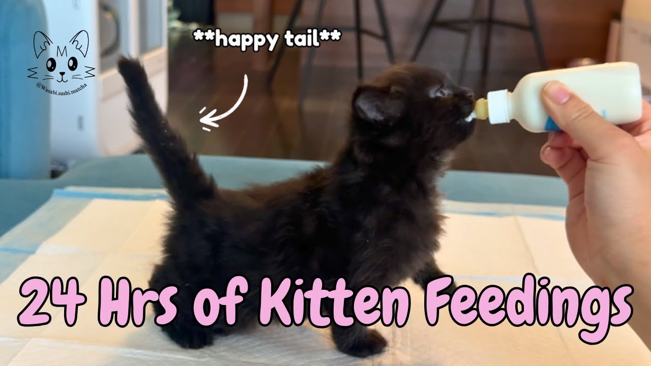 24 Hours of Feeding & Weaning 6 Week Old Foster Kittens 🍼🐾 