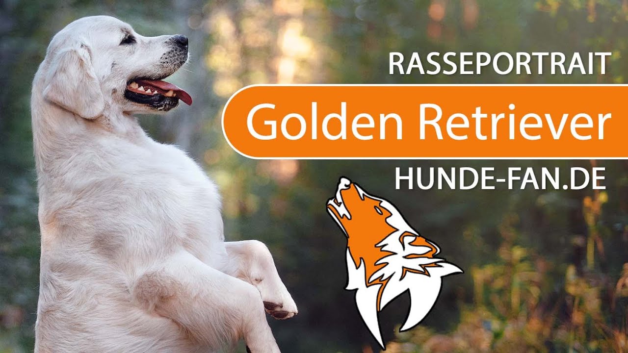 ► Golden Retriever  [2018] Rasse, Aussehen & Charakter