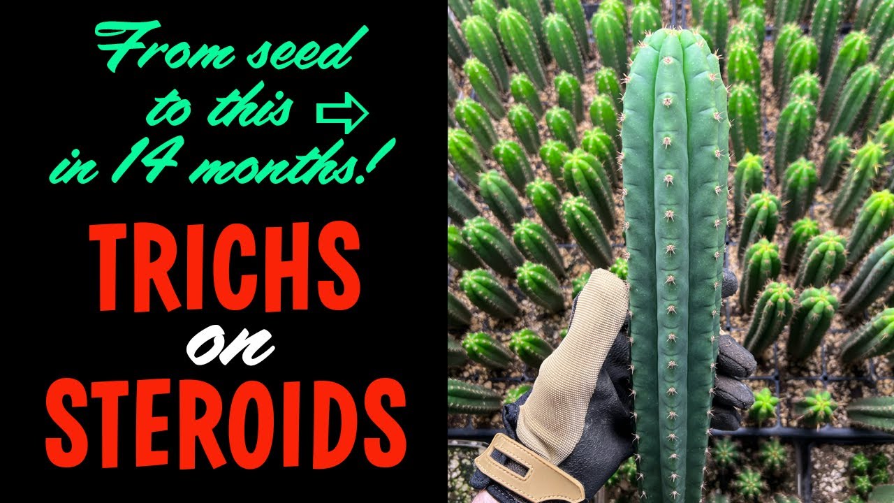 Trichs on Steroids! Advanced San Pedro Growing Techniques with Reed