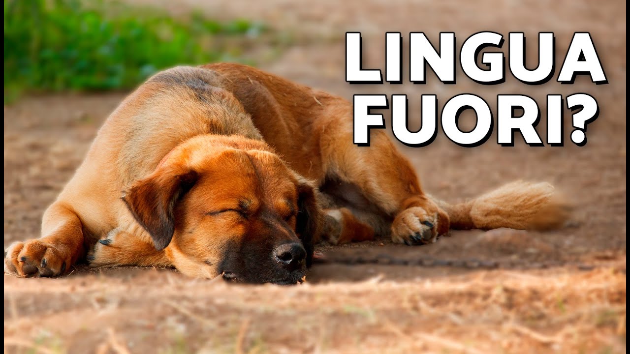 Ecco perch&eacute; il tuo cane dorme con la lingua fuori! 👅🐶 Cosa significa la lingua penzolante nei cani?