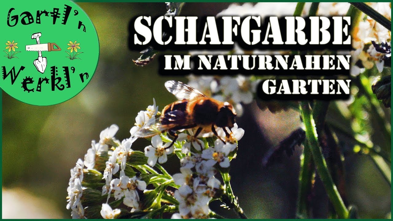 Schafgarbe eine Blühpflanze und Heilpflanze