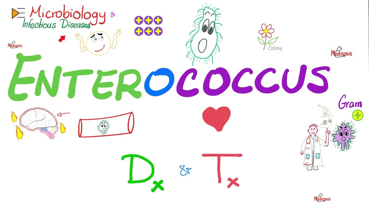 Enterococcus | Diagnosis and Treatment | Microbiology 🧫 and Infectious Diseases