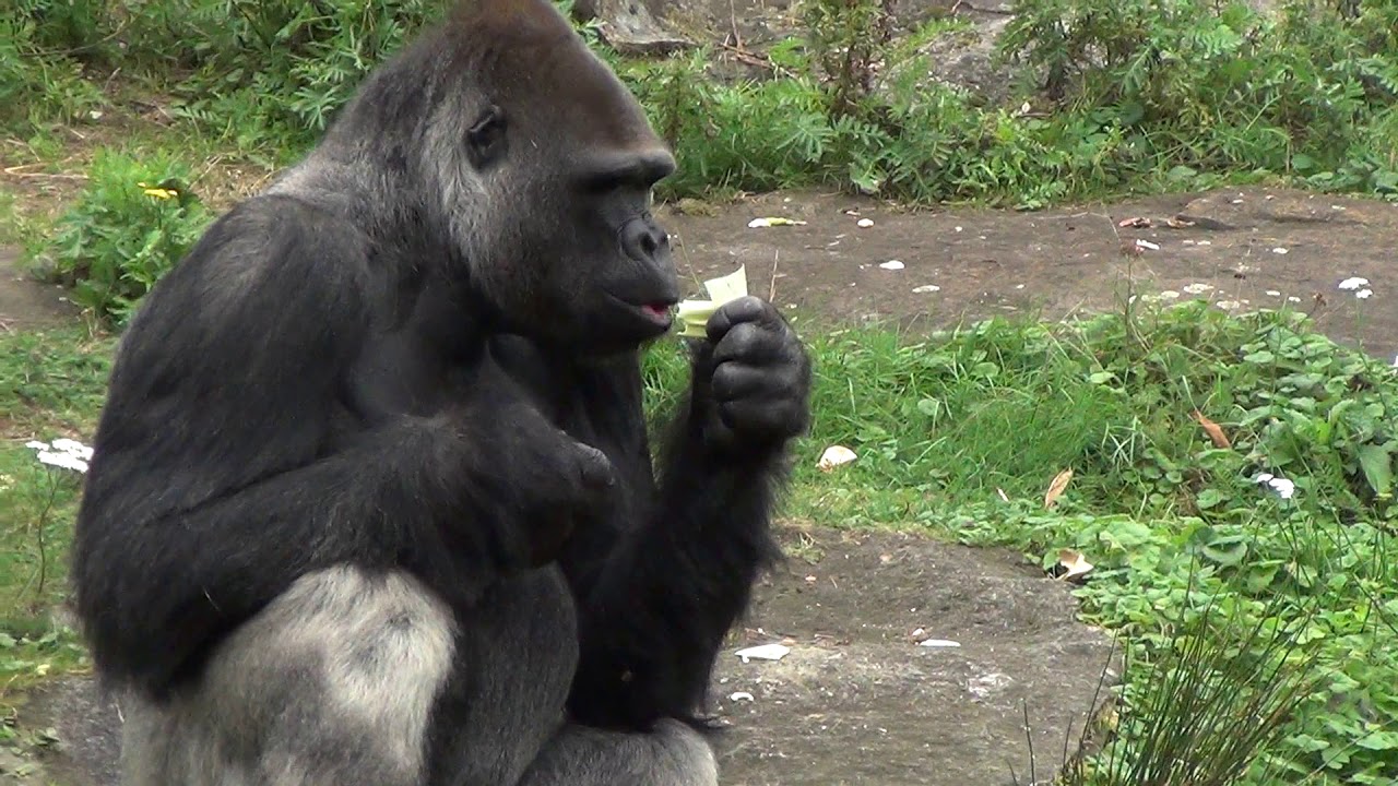 Apenheul en gorilla's in actie