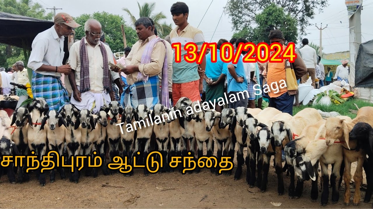 13/10/2024/ஆந்த்ரா மாநிலம் சாந்திபுரம் ஆட்டு சந்தை சுறுசுறு பணம் விற்பனை#trending