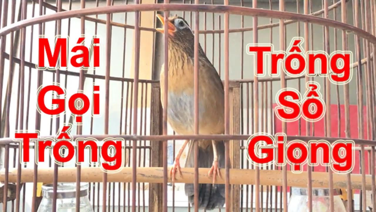 Họa Mi Mái Xùy Gọi Trống – Giọng Gợi Cảm Kích Trống Sổ Căng