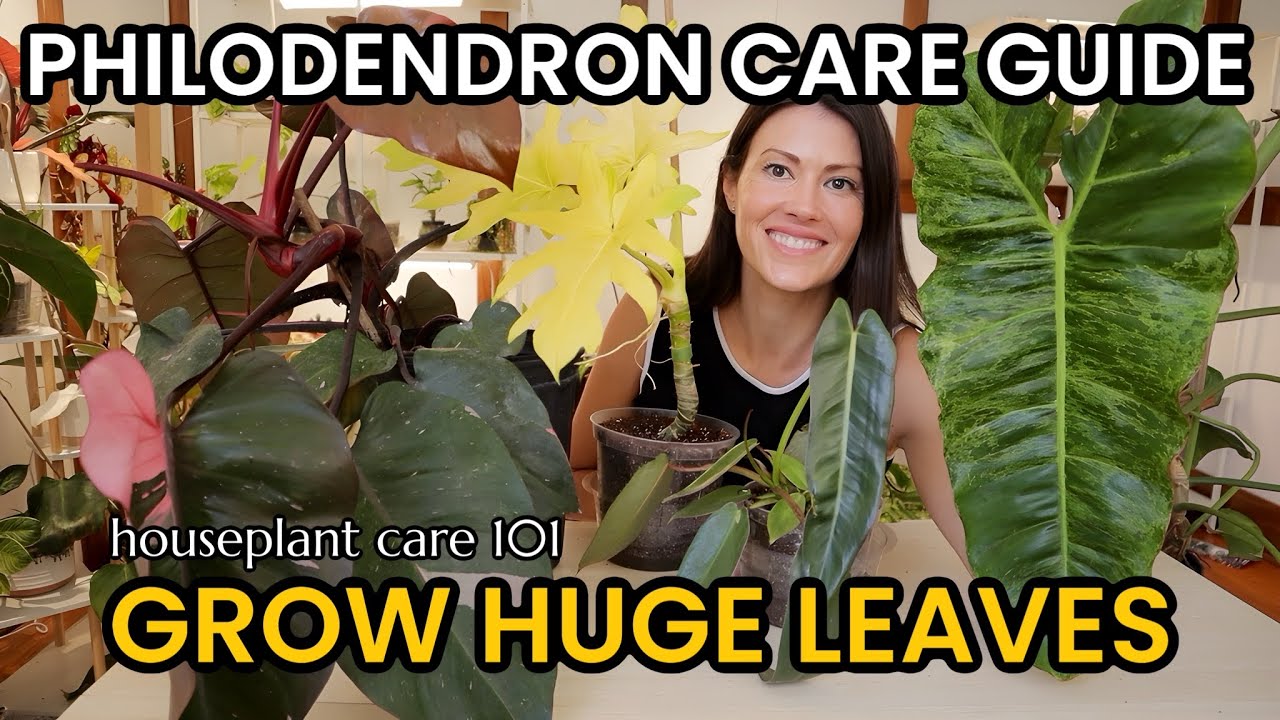 Philodendron Plant Care For HUGE Leaves - How To Water, Lighting, Repotting - Houseplant Care 101