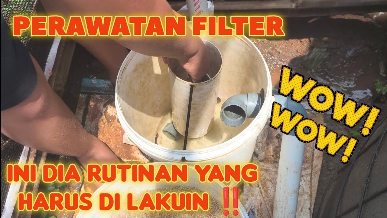 PEMBERSIHAN FILTER SISTEM RAS #sistemras #ikannila #budidaya #kolamikan #videoshort 