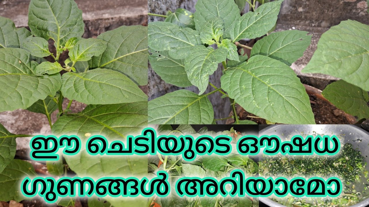 medicinal plants |healthy cooking and gardening 