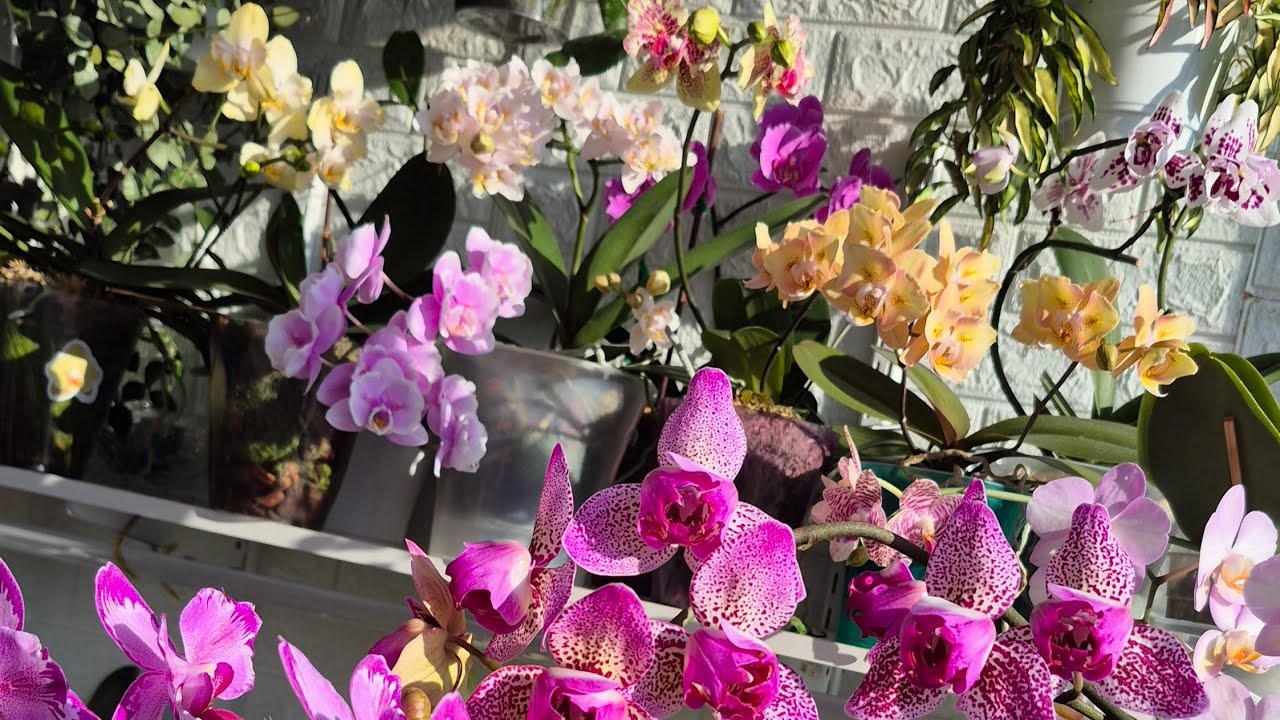Огляд квітування в порівнянні🦋🌷✨️#фаленопсиси#орхідеї#orchids#метелики#пелори
