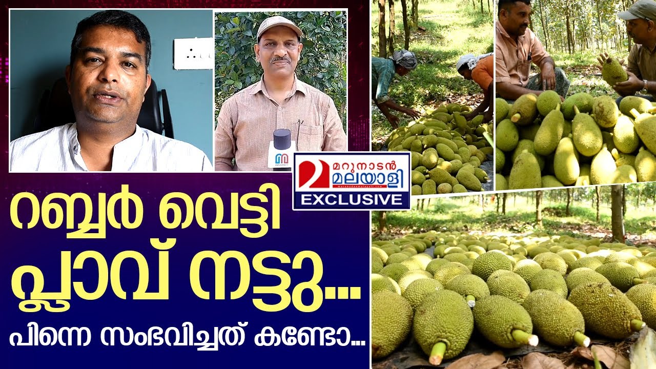പ്ലാവ് കൃഷിയിൽ നേട്ടം; ലഭിക്കുന്നത് റബ്ബറിനേക്കാൾ വരുമാനം | jack fruit in kerala