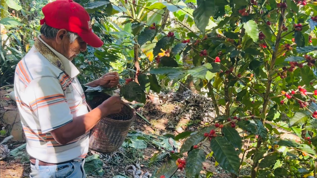 Así Se Pisca El Cafe En Los Ranchos De Oaxaca