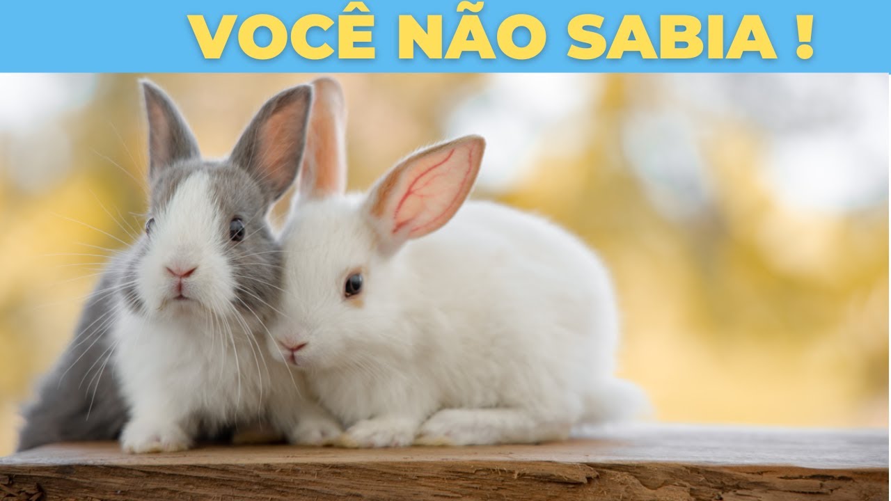15 Curiosidades sobre os COELHOS 🐇