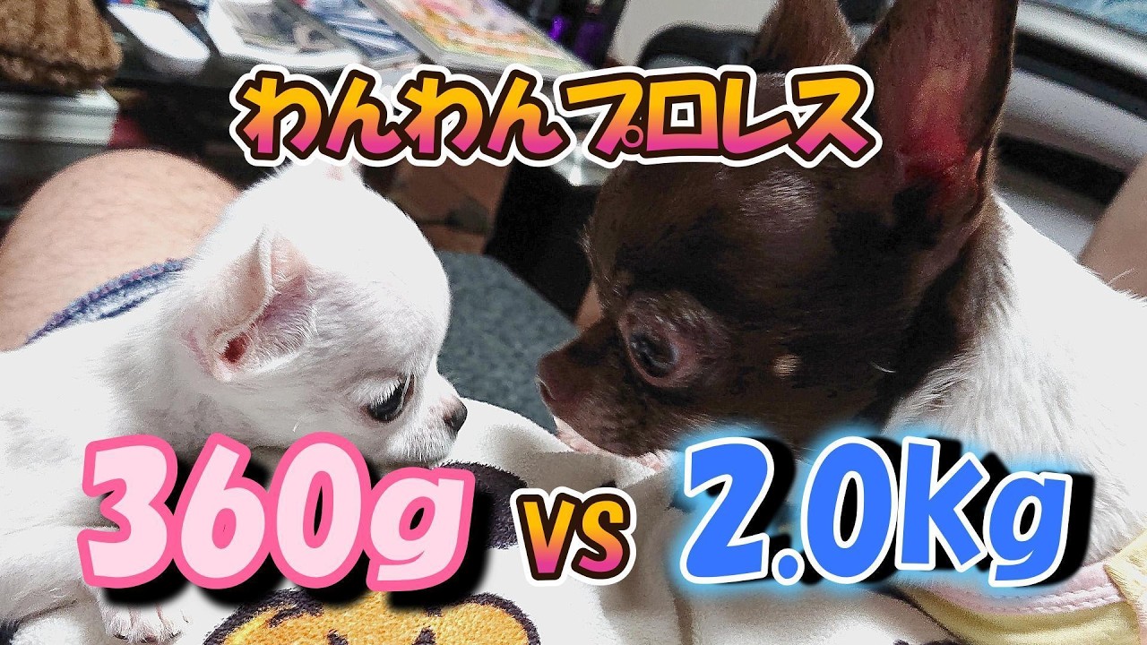【360g】超極小チワワのパピーが2kgの先住犬に挑む！可愛すぎるワンプロ