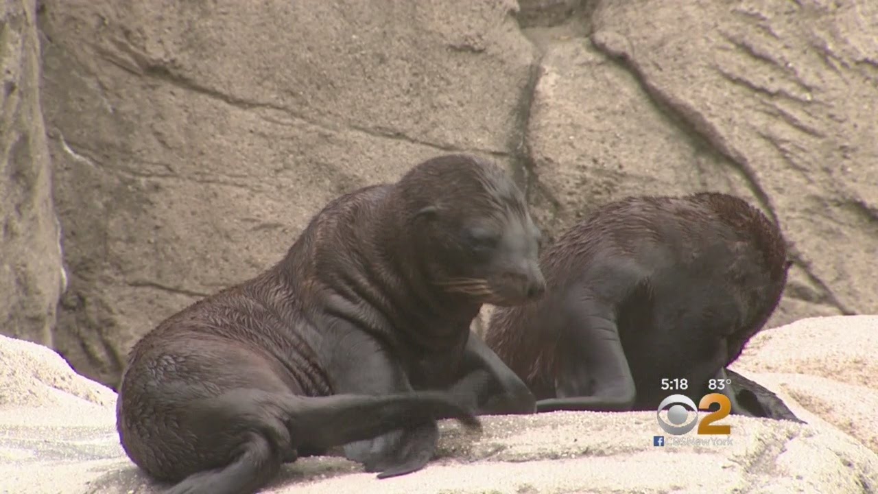 Sea Lions Make Zoo Debut