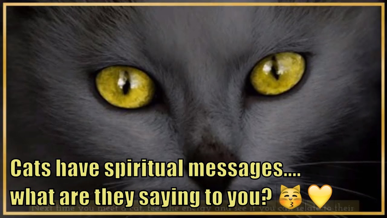 Cat Animal Meaning: the Supernatural Symbolism of the Cat