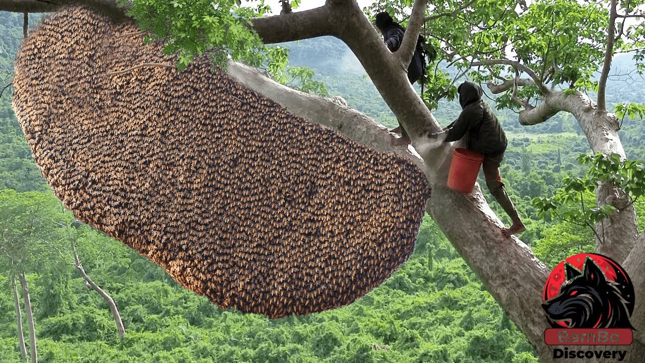 Primitive Technology: Amazed to find 50 giant HoneyBee For Food On The Big Tree