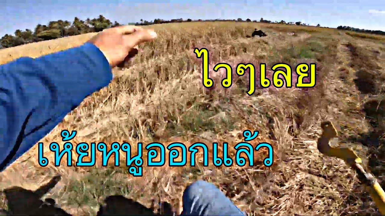 รถเกี่ยวข้าวจ้าวช้างไวไฟ ep.354 เห้ยหนูออกแล้วไวๆ