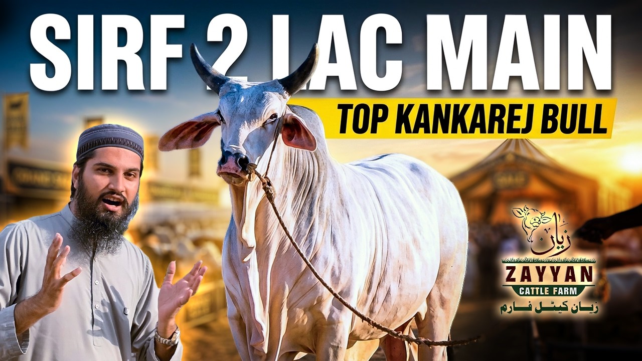 Best Offer for Every Range Animals | Zayyan Cattle Farm | Cattle Market Karachi