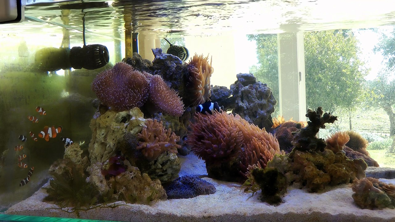 03 - The clownfish harem
