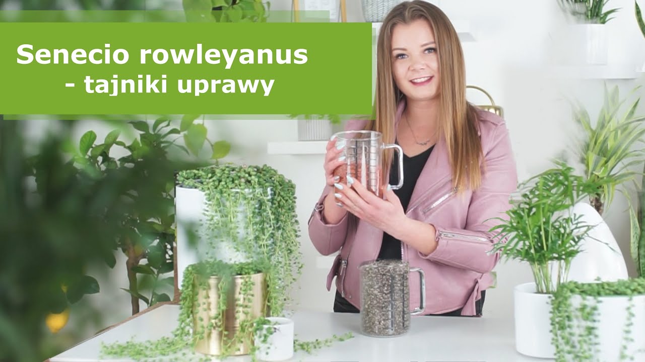 Senecio rowleyanus, Starzec Rowleya, Sznur Pereł – pielęgnacja, przesadzanie i rozmnażanie