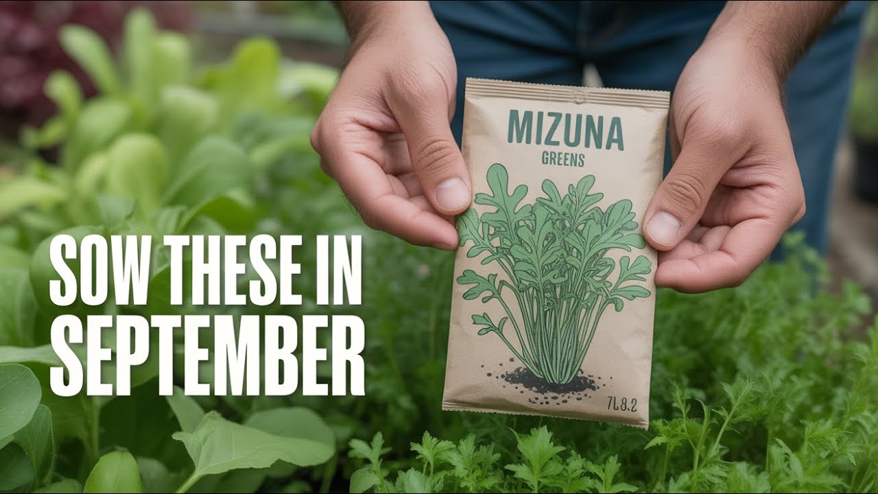What to Grow in September-October: Mizuna, Mibuna & Komatsuna Growing Guide | Easy Leafy Greens