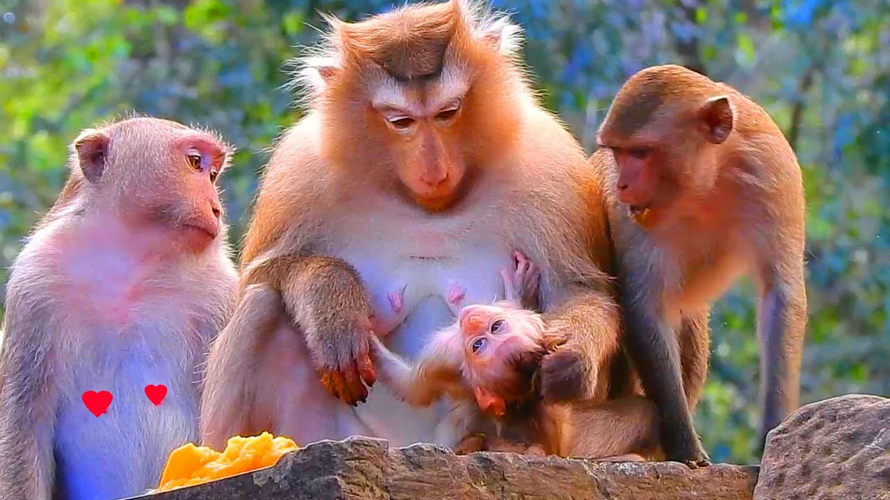 Rose reject baby Rina breastfeeding coz she's busy eat lunch, Rina refuse mom stop coz she isnt full