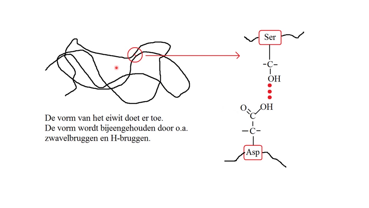samenvatting vwo Biochemie
