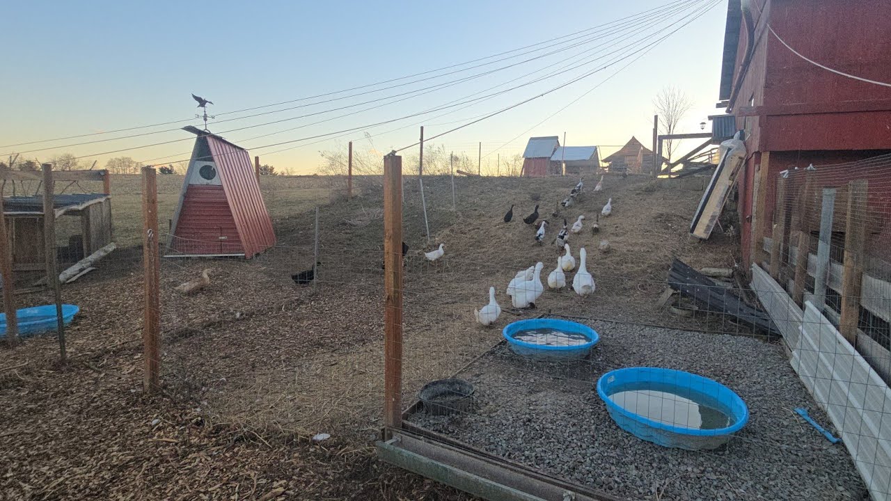 Doing The DUCK SHUFFLE! _ Separating the FLOCKS! // Whitt Acres