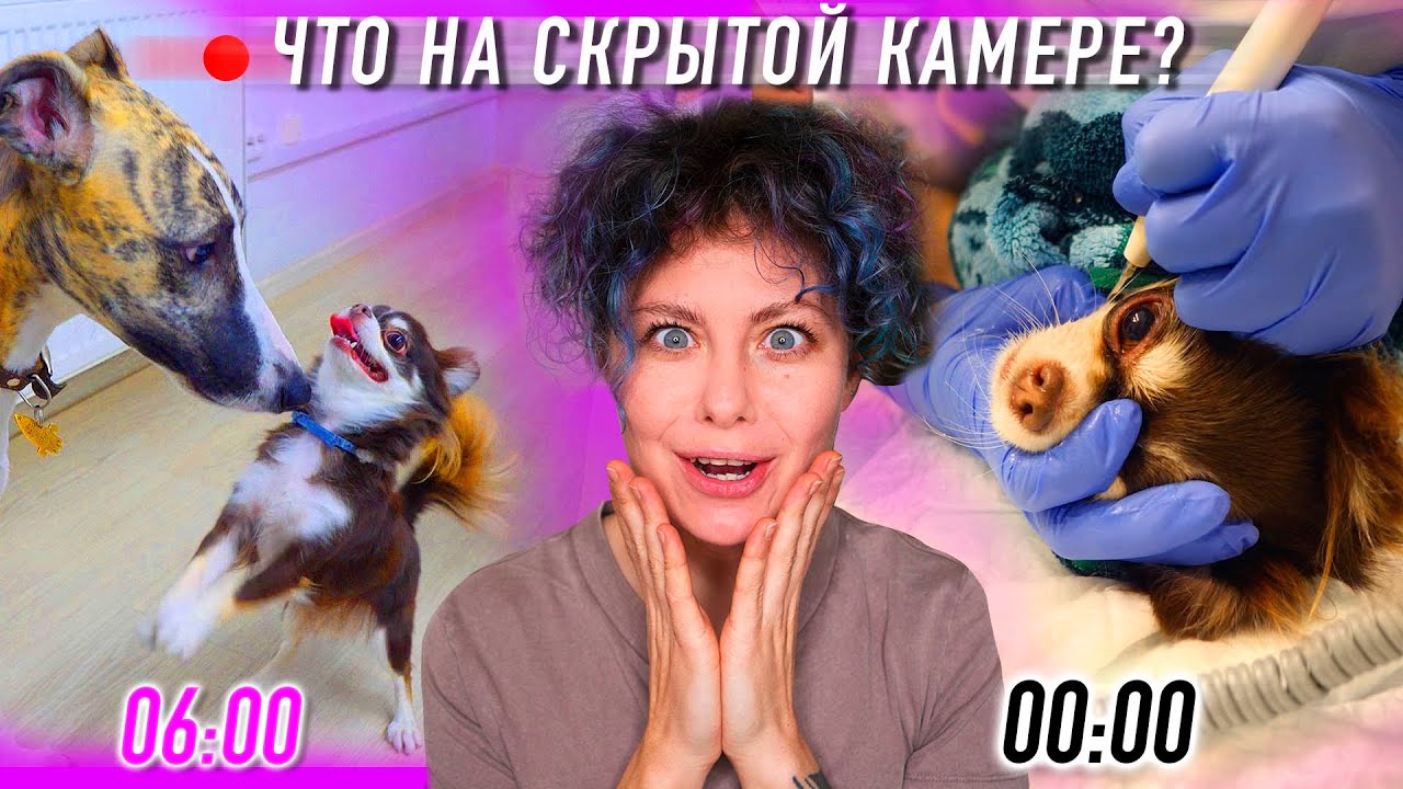 НАШ ДЕНЬ: чистим зубы в зоосалоне, скрытая камера, прогулка, зоомагазин 24 ЧАСА ВЛОГ