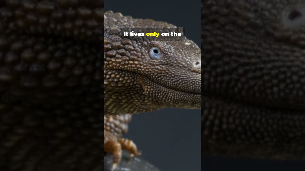 The Secret Life of the Earless Monitor Lizard