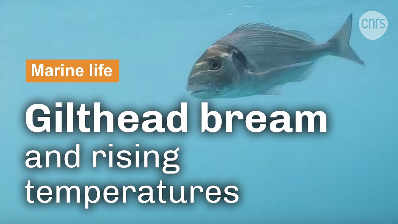 The gilthead bream faced with climate change | CNRS in English